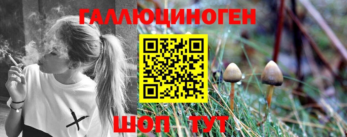 Псилоцибиновые грибы Psilocybe Лесозаводск